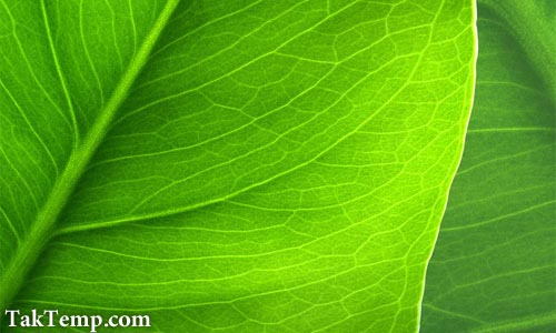 realistic_dew_leaf آموزش ساخت شبنم با فتوشاپ طرح خام